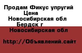 Продам Фикус упругий  › Цена ­ 1 000 - Новосибирская обл., Бердск г.  »    . Новосибирская обл.